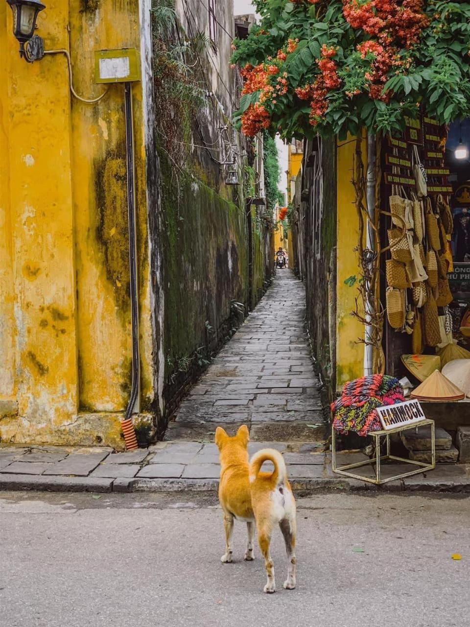 La Gai Homestay Hoi An Dış mekan fotoğraf